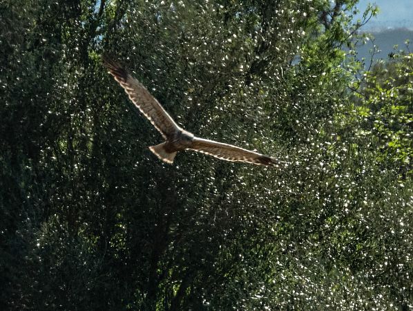 Arpella vulgar  - Màrius Domingo