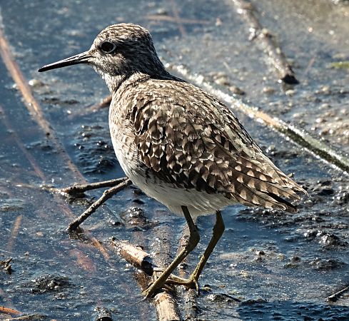 Valona  - Màrius Domingo