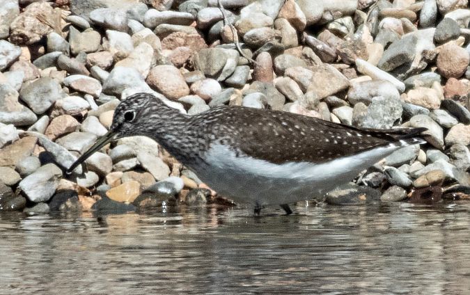 Xivita  - Màrius Domingo