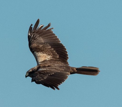 Arpella vulgar  - Màrius Domingo