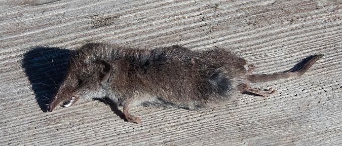 Musaranya comuna  - Màrius Domingo