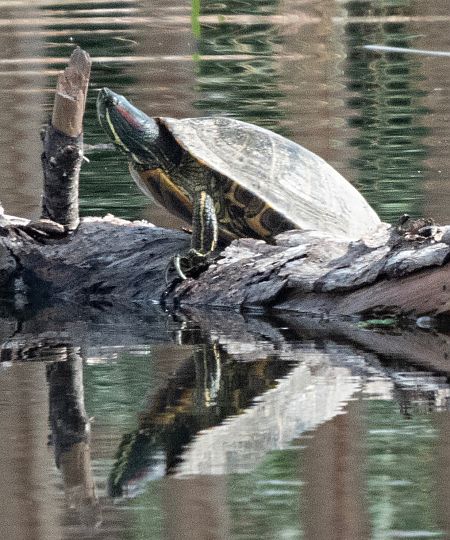 Tortuga d'aigua americana  - Màrius Domingo