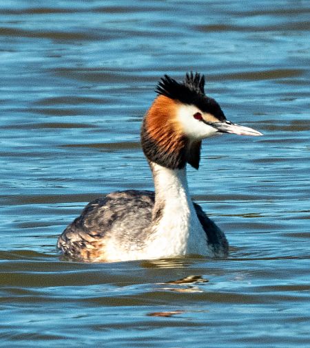 Cabussó emplomallat  - Màrius Domingo