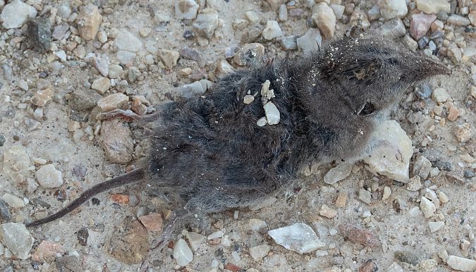 Musaranya comuna  - Màrius Domingo