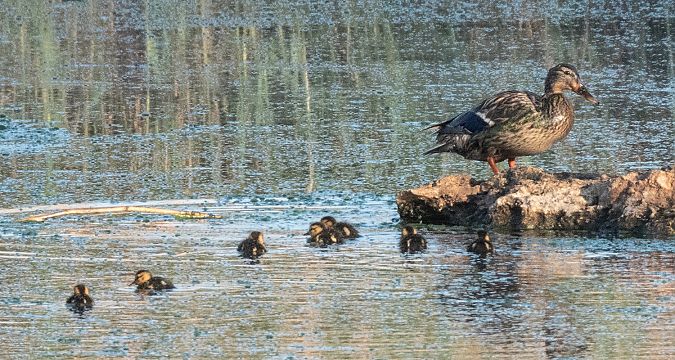 Ànec collverd  - Màrius Domingo