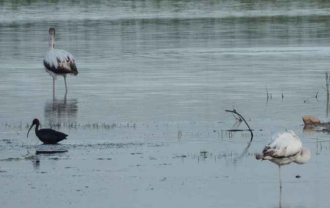 Flamenc  - Màrius Domingo