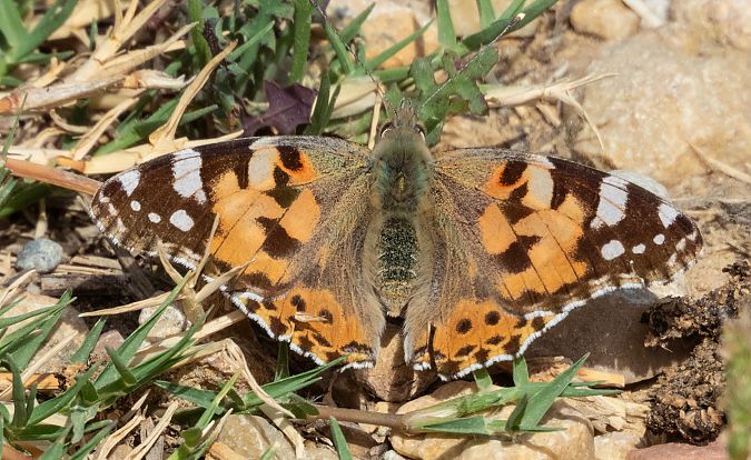 Migradora dels cards  - Màrius Domingo