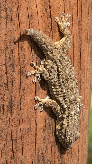 Dragó comú  - Màrius Domingo