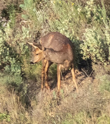 Cabirol  - Màrius Domingo