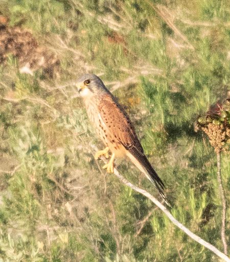 Xoriguer comú  - Màrius Domingo