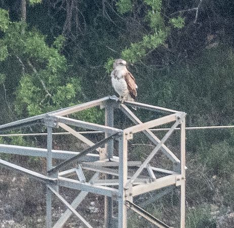 Àguila marcenca  - Màrius Domingo