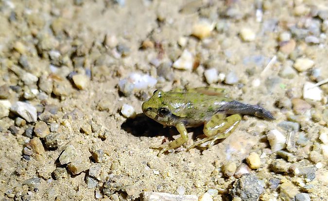 Granoteta de punts comuna  - Carles Quer Feo