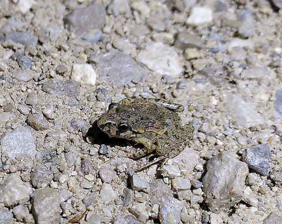 Granoteta de punts comuna  - Carles Quer Feo