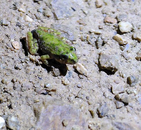 Granoteta de punts comuna  - Carles Quer Feo
