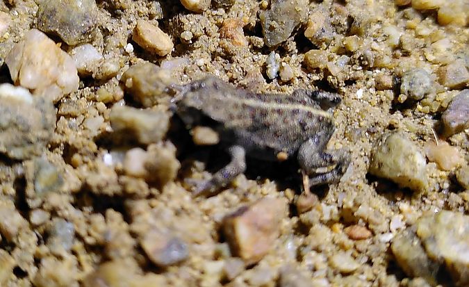 Gripau corredor  - Carles Quer Feo