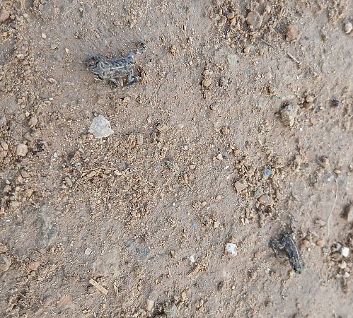 Gripau corredor  - Carles Quer Feo