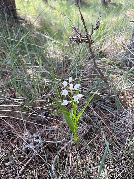 Cephalanthera longifolia  - Andreu Escolà Llevat