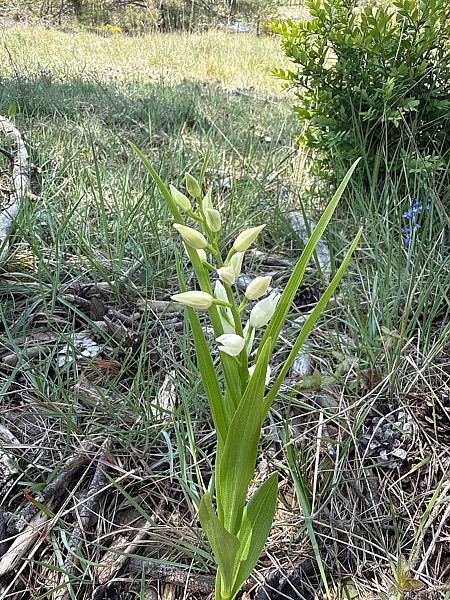 Cephalanthera longifolia  - Andreu Escolà Llevat