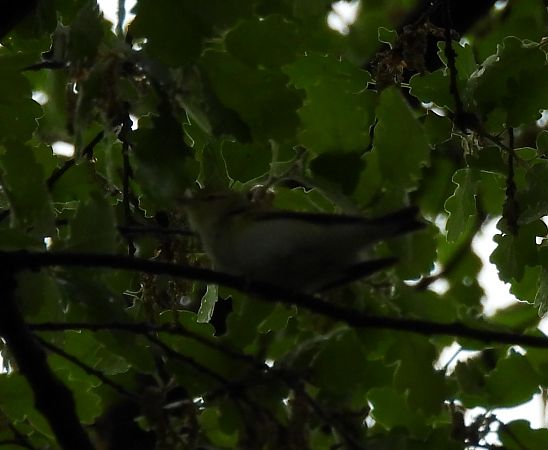 Mosquiter xiulaire  - Carlos Lopez