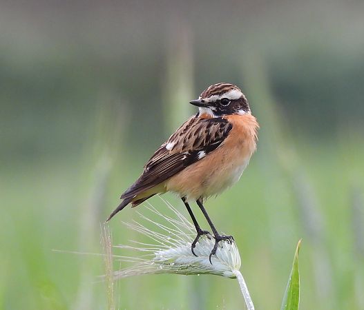 Bitxac rogenc  - Carlos Lopez