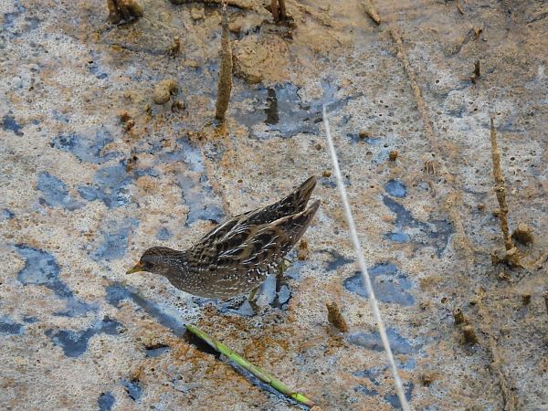 Polla pintada  - Carlos Lopez