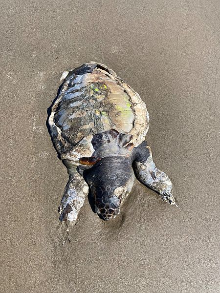 Tortuga careta  - Carlos Lopez