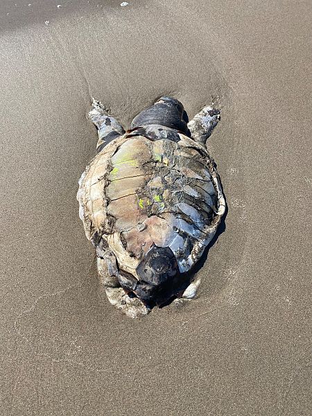 Tortuga careta  - Carlos Lopez