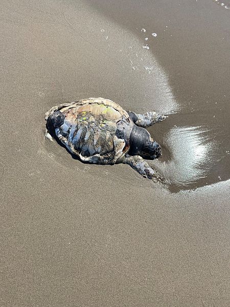 Tortuga careta  - Carlos Lopez