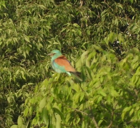 Gaig blau  - Carlos Lopez