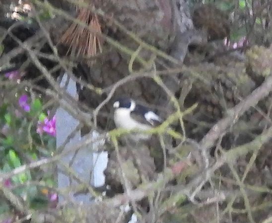 Papamosques de collar  - Carlos Lopez