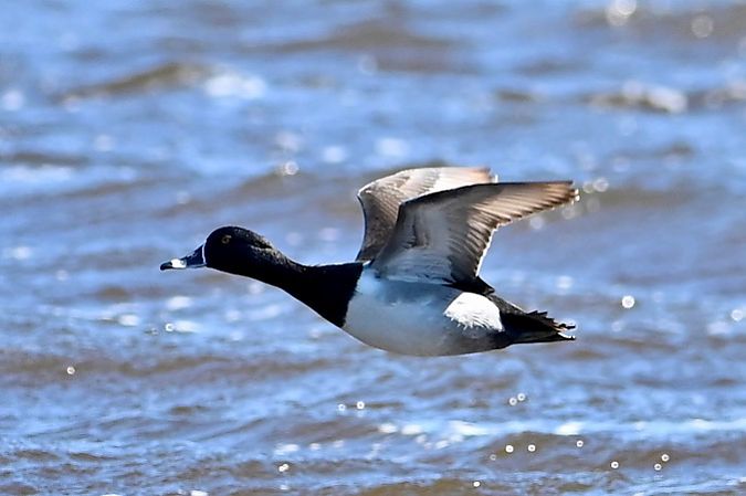 Morell de collar  - Xavier Idígora i Planas