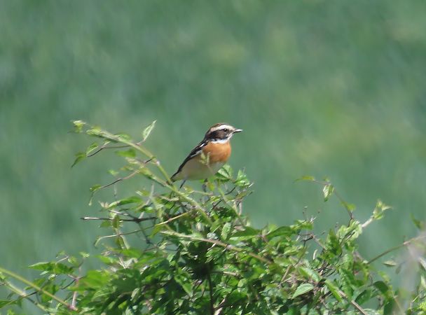 Bitxac rogenc  - Mireia Lara