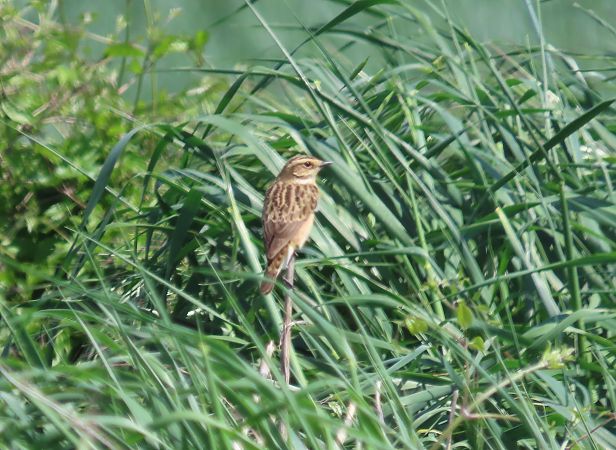 Bitxac rogenc  - Mireia Lara