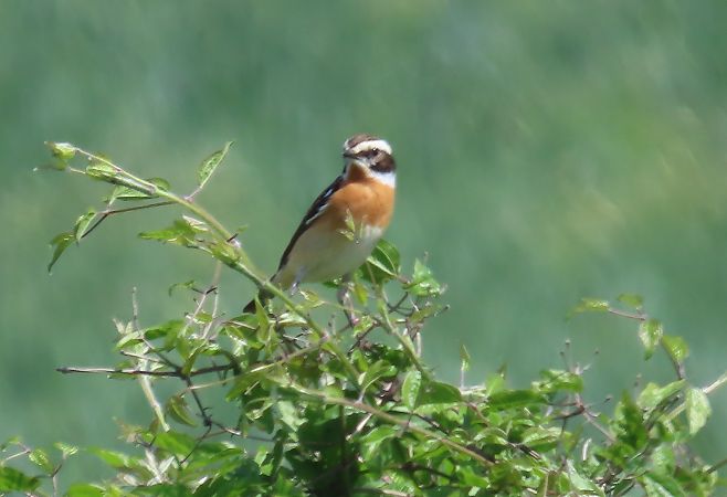 Bitxac rogenc  - Mireia Lara