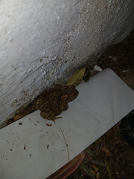 Gripau corredor  - Jesus Aparicio Fernández