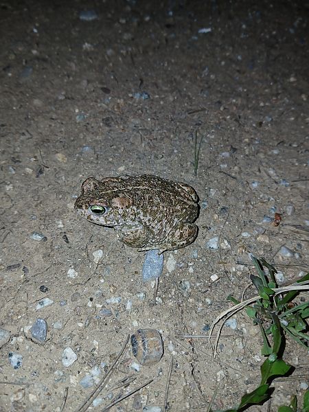 Gripau corredor  - Jesus Aparicio Fernández