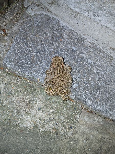 Gripau corredor  - Jesus Aparicio Fernández