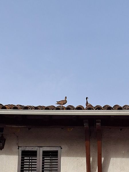 Ànec collverd  - Adrià Compte Ferrer