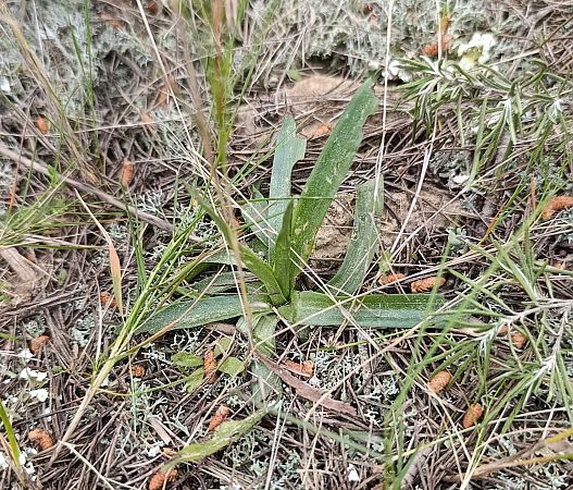 Anacamptis coriophora subsp. fragrans  - Daniel González