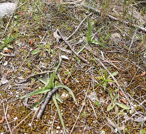 Anacamptis coriophora subsp. fragrans  - Daniel González