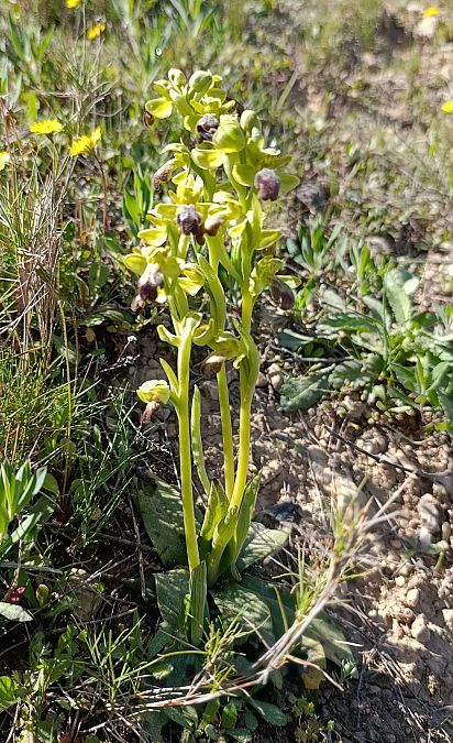 Ophrys forestieri  - Daniel González
