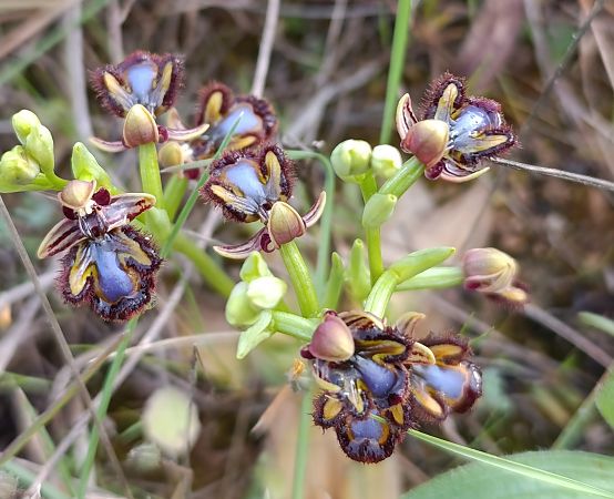 Ophrys speculum  - Daniel González