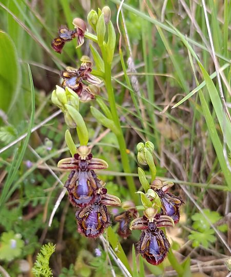 Ophrys speculum  - Daniel González