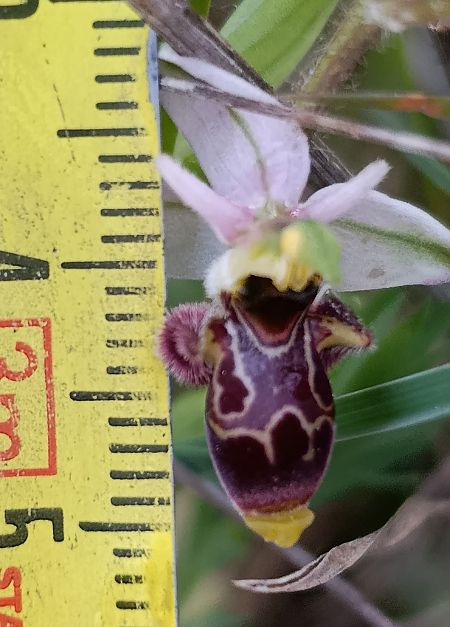 Ophrys picta  - Daniel González