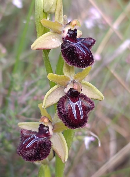 Ophrys incubacea  - Daniel González