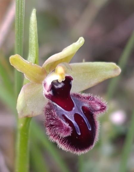 Ophrys incubacea  - Daniel González