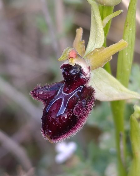 Ophrys incubacea  - Daniel González