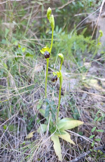 Ophrys arnoldii  - Daniel González