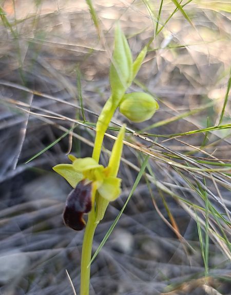Ophrys arnoldii  - Daniel González