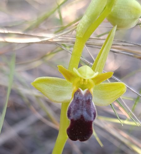 Ophrys arnoldii  - Daniel González